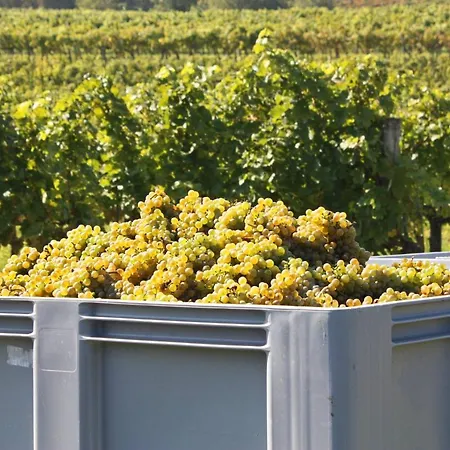 Oda ve Kahvaltı Weingut Familie Schuster Grossriedenthal