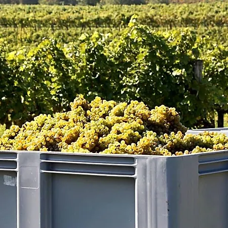 Weingut Familie Schuster Grossriedenthal