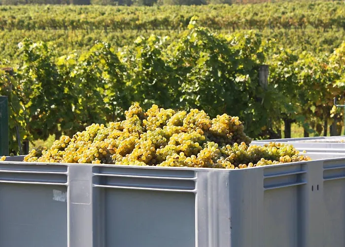 Bed & Breakfast Weingut Familie Schuster Grossriedenthal