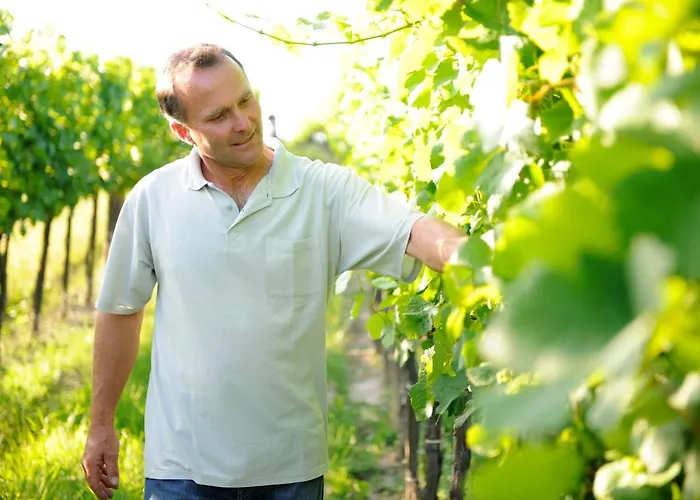 Weingut Familie Schuster Bed & Breakfast